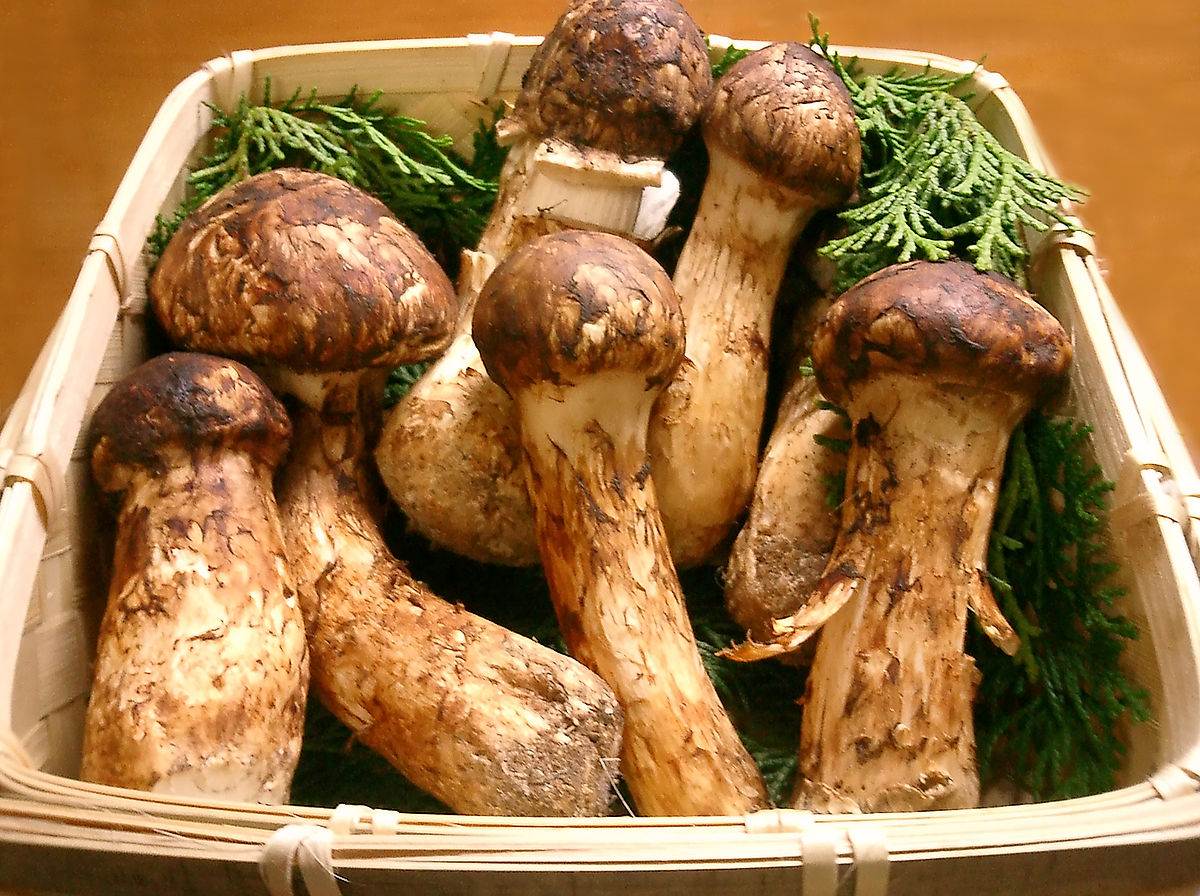 Món ăn chế biến từ nấm matsutake rất bổ dưỡng