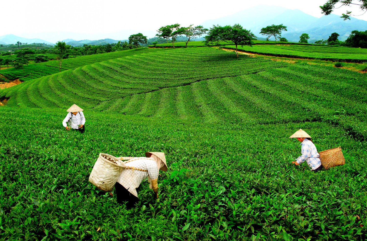 chè xanh xứ Nghệ